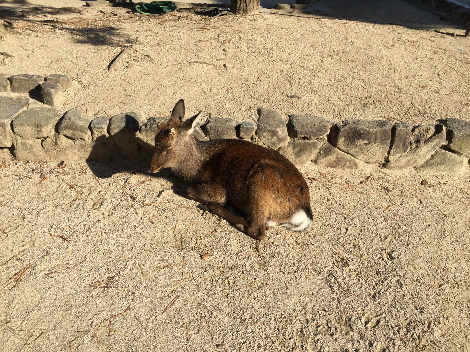 サイドバナー