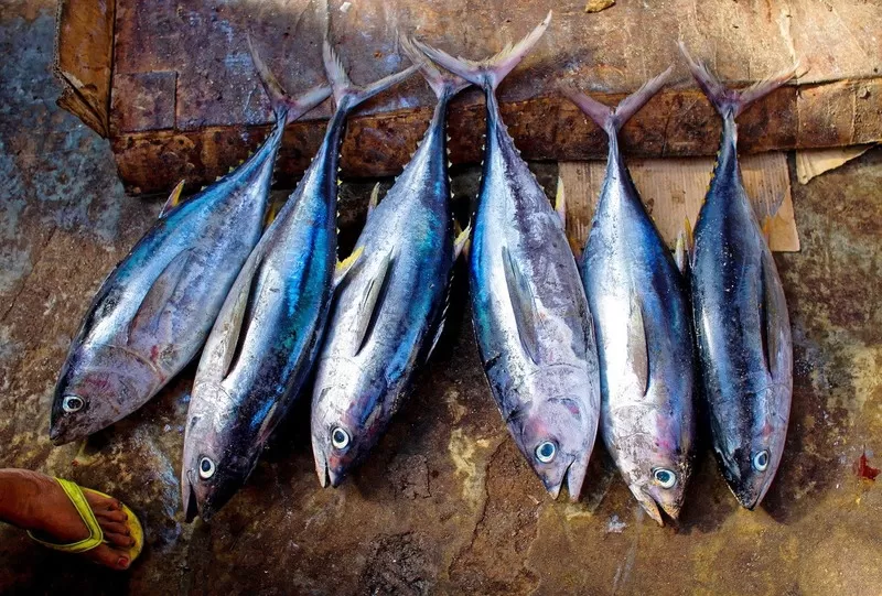 マグロの種類とは？